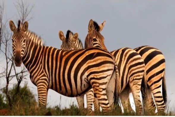 4 Bedroom Property for Sale in Koster North West